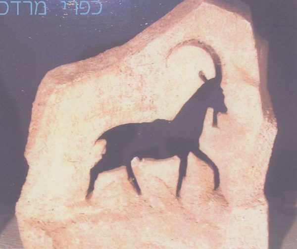 ⁦יעל פרפורציה⁩ – תמונה ⁦2⁩